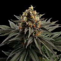 Kannabia Seeds - Sativa Dream (Feminizált)