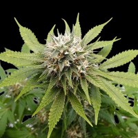 Kannabia Seeds - Silver Widow (Feminizált)