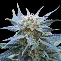 Kannabia Seeds - Skunk+ (Feminizált)