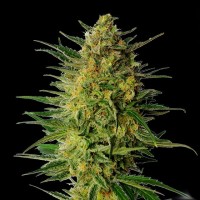 Kannabia Seeds - Super Ak (Feminizált)