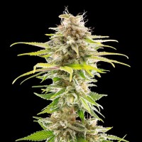 Kannabia Seeds - Super OG Kush (Feminizált)