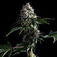 Kannabia Seeds - Swiss Dream Cbd (Feminizált)