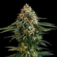 Kannabia Seeds - THCV (Feminizált)