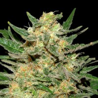 Kannabia Seeds - Thai Fantasy (Feminizált)