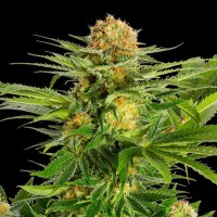 Kannabia Seeds - White Domina (Feminizált)