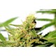 Kannabia Seeds - Bcn Diesel CBD (Feminizált) kannabis mag