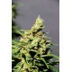 Kannabia Seeds - Bcn Diesel CBD (Feminizált) kannabis mag