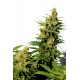 Kannabia Seeds - Bcn Diesel CBD (Feminizált) kannabis mag