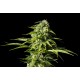 Kannabia Seeds - Big Bull (Feminizált) kannabis mag