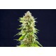 Kannabia Seeds - Cookies Haze (Feminizált) kannabis mag