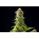 Kannabia Seeds - Cookies Haze (Feminizált) kannabis mag