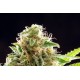 Kannabia Seeds - Cookies Haze (Feminizált) kannabis mag