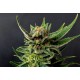Kannabia Seeds - Gypsy Kush (Feminizált) kannabis mag