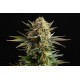 Kannabia Seeds - Gypsy Kush (Feminizált) kannabis mag
