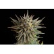 Kannabia Seeds - Gypsy Kush (Feminizált) kannabis mag