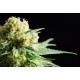 Kannabia Seeds - Kritikal-K (Feminizált) kannabis mag