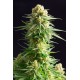 Kannabia Seeds - Kritikal-K (Feminizált) kannabis mag