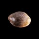Kannabia Seeds - Kritikal-K (Feminizált) kannabis mag