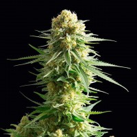 Kannabia Seeds - Kritikal-K (Feminizált)