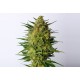 Kannabia Seeds - Super Ak (Feminizált) kannabis mag