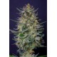 Kannabia Seeds - Super Ak (Feminizált) kannabis mag