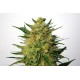 Kannabia Seeds - Super Ak (Feminizált) kannabis mag