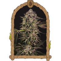 Exotic Seed - Quick Sherbet Feminizalt