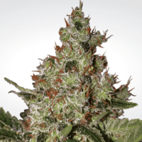 Paradise Seeds - Acid (Feminizált)