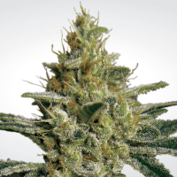 Paradise Seeds - Allkush (Feminizált)