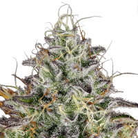 Paradise Seeds - Apricot Candy (Feminizált)