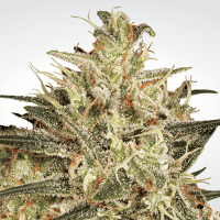 Paradise Seeds - Atomical Haze (Feminizált)