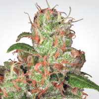 Paradise Seeds - Auto Acid (Autoflowering)