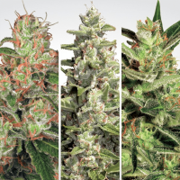 Paradise Seeds - Auto Collection Pack #2 (Autoflowering)