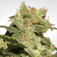 Paradise Seeds - Auto Jack (Autoflowering)