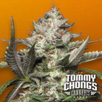 Paradise Seeds - Auto Kong 4 (Autoflowering)