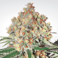 Paradise Seeds - Auto Wappa (Autoflowering)