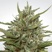 Paradise Seeds - Auto White Berry (Autoflowering)
