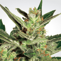 Paradise Seeds - Automaria II (Autoflowering)