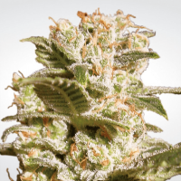 Paradise Seeds - Belladonna (Feminizált)