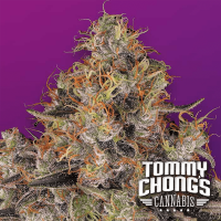 Paradise Seeds - Blue Kush Berry Tommy Chong's collection (Feminizált)