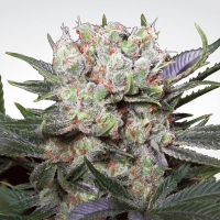 Paradise Seeds - Californian Gold (Feminizált)