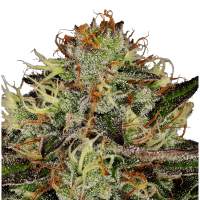Paradise Seeds - Chocolate Wafflez (Feminizált)
