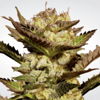 Paradise Seeds - Durga Mata (Feminizált)
