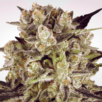 Paradise Seeds - Durga Mata II CBD (Feminizált)