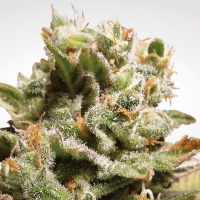 Paradise Seeds - Dutch Dragon (Feminizált)