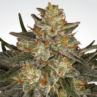 Paradise Seeds - Dutch Kush (Feminizált)