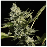 Paradise Seeds - Glowstarz (Feminizált)
