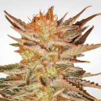 Paradise Seeds - Ice Cream (Feminizált)