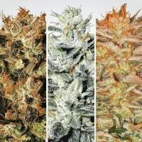 Paradise Seeds - Indica Champions (Feminizált)