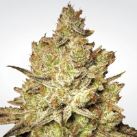 Paradise Seeds - Jacky White (Feminizált)